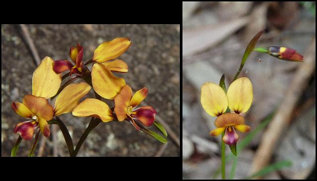 (22) Donkey Orchid.JPG